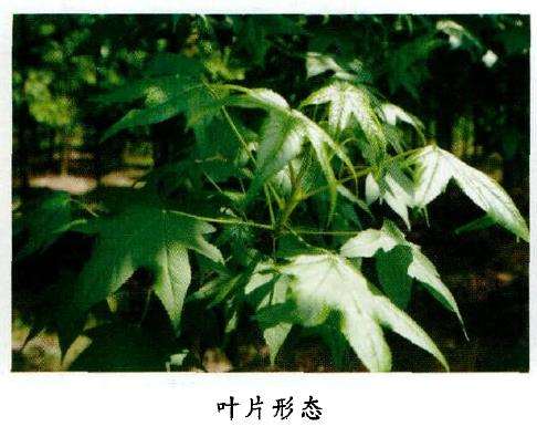 北美枫香怎么栽培技术