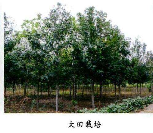 北美枫香怎么栽培技术