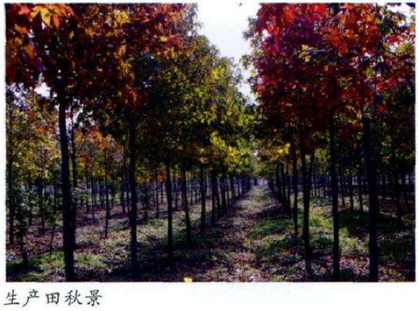 北美枫香怎么组培获殖