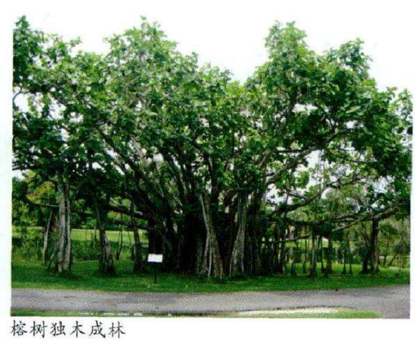 植物姿态有别 风韵各异 图片