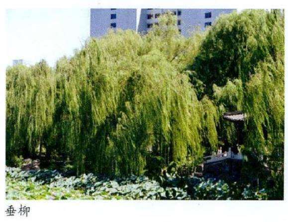 植物姿态有别 风韵各异 图片