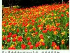 草花在园林绿化中的5个主要运用形式