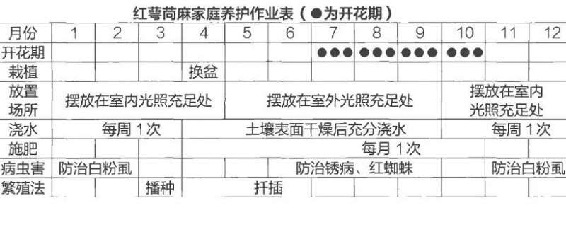 盆栽红萼苘麻怎么浇水施肥