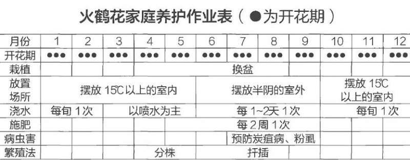 火鹤花盆栽怎么浇水施肥