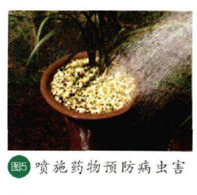 图解 秋季怎么养护兰花的6个步骤