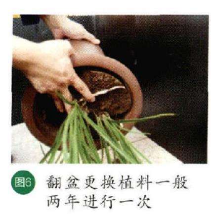 图解 秋季怎么养护兰花的6个步骤