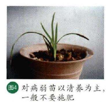 图解 秋季怎么养护兰花的6个步骤