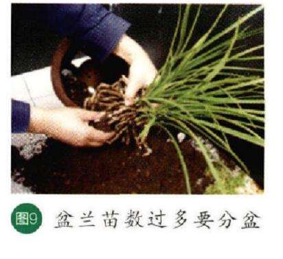 图解 秋季怎么养护兰花的6个步骤