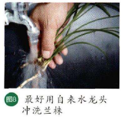 图解 秋季怎么养护兰花的6个步骤