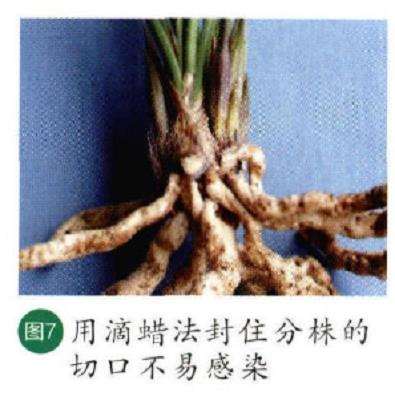 图解 秋季怎么养护兰花的6个步骤