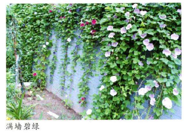 在扬州花友群几乎没有不知道她的