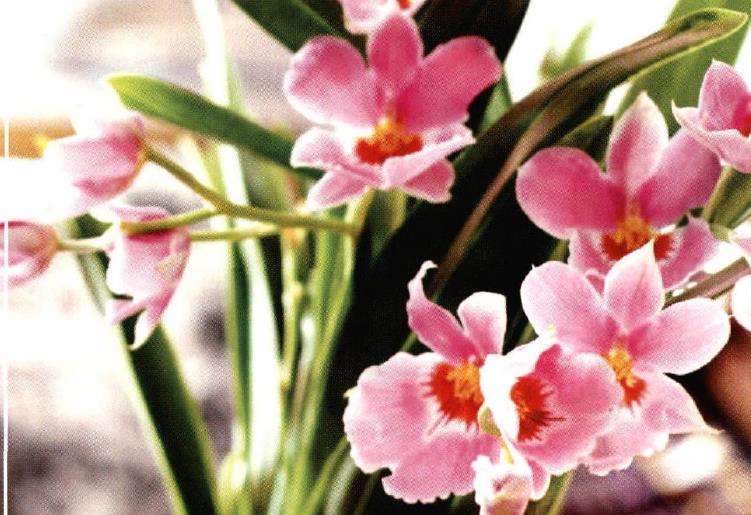 密尔顿兰怎么浇水施肥