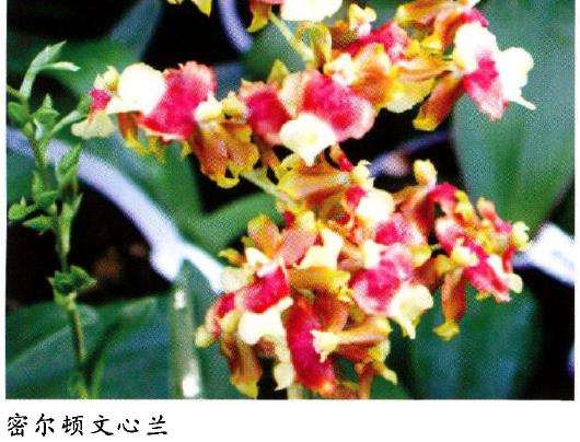 密尔顿兰怎么病虫害防治