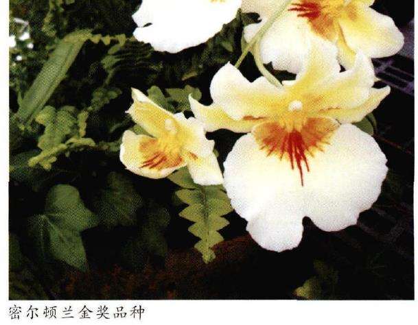 密尔顿兰怎么病虫害防治