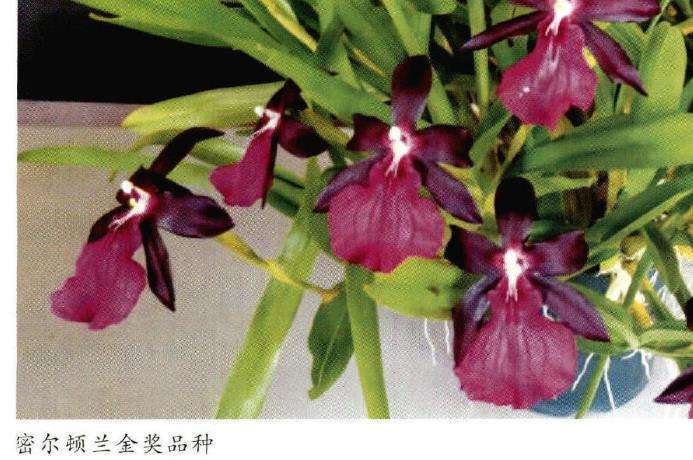 密尔顿兰怎么病虫害防治