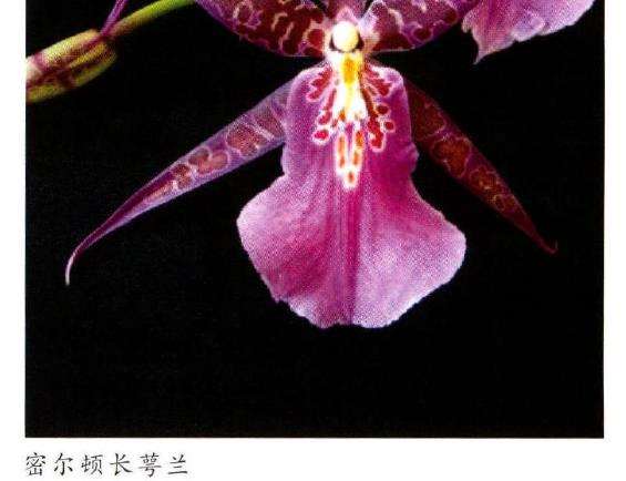 密尔顿兰怎么病虫害防治