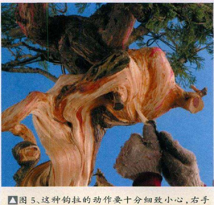 图解 盆景丝雕工具怎么使用的创作展示