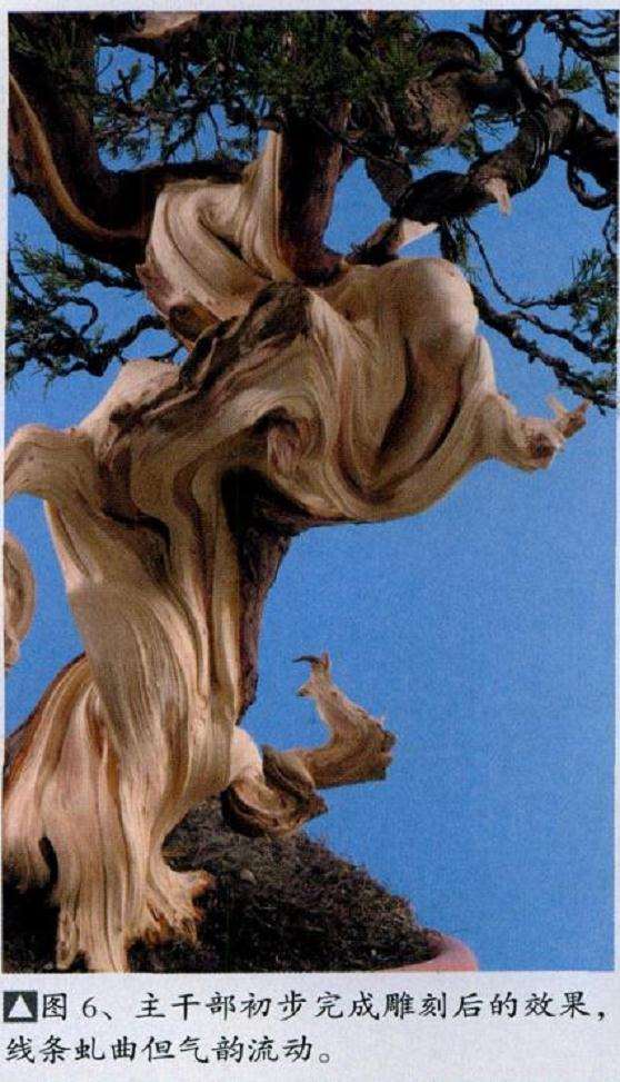 图解 盆景丝雕工具怎么使用的创作展示