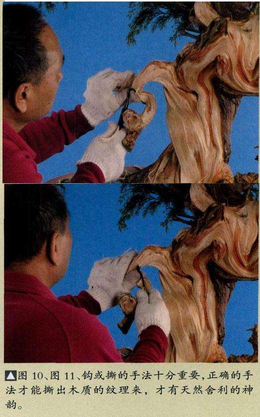 图解 盆景丝雕工具怎么使用的创作展示