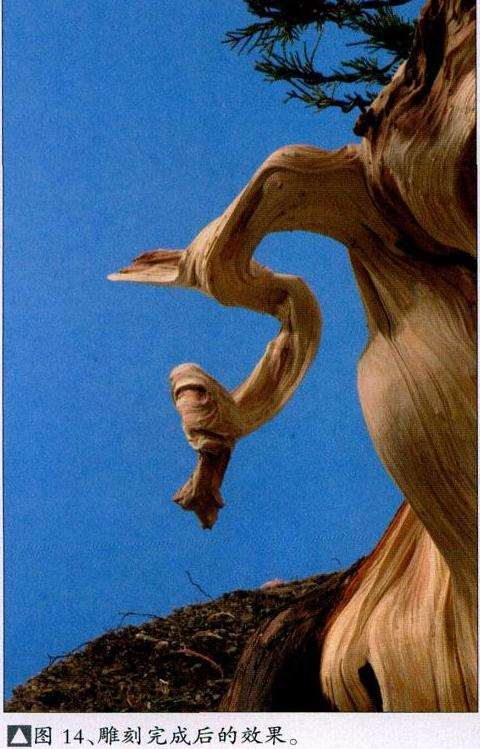 图解 盆景丝雕工具怎么使用的创作展示