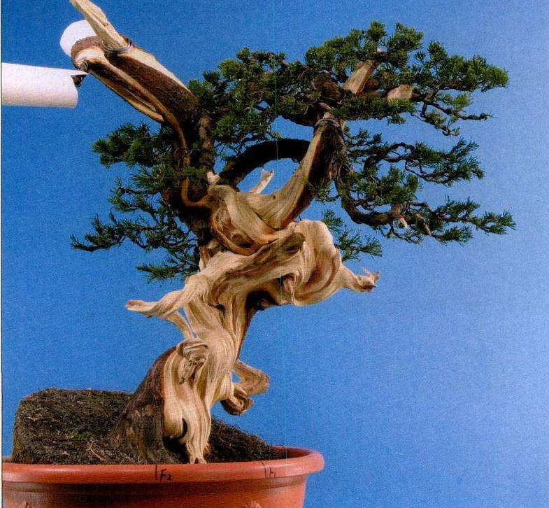 图解 盆景丝雕工具怎么使用的创作展示