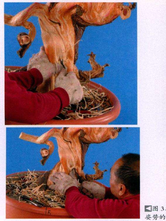 图解 盆景丝雕工具怎么使用的创作展示