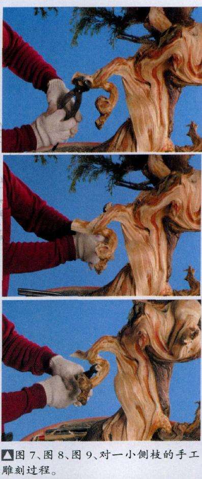 图解 盆景丝雕工具怎么使用的创作展示