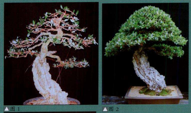 派翠西亚盆景怎么创作