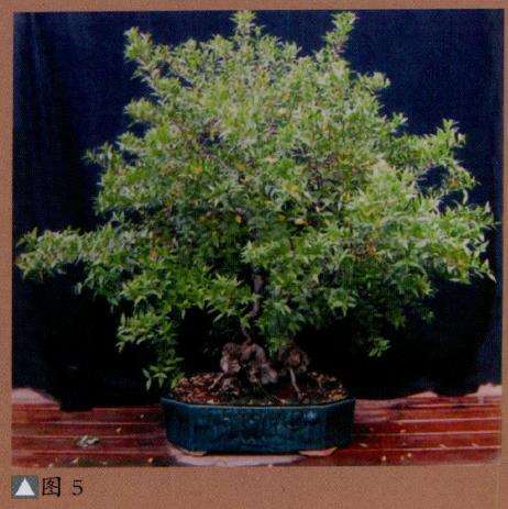 图解 派翠西亚怎么创作真柏盆景的9个步骤