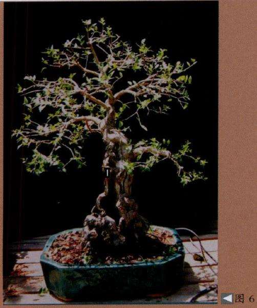 图解 派翠西亚怎么创作真柏盆景的9个步骤