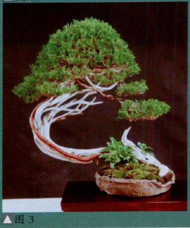 图解 派翠西亚怎么创作真柏盆景的9个步骤