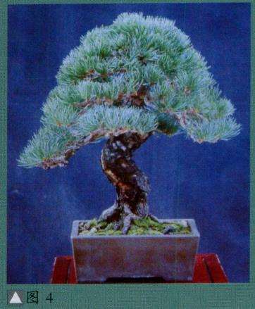 派翠西亚盆景怎么创作