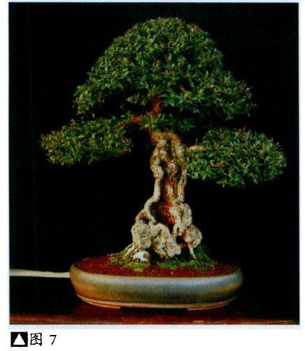 图解 派翠西亚怎么创作真柏盆景的9个步骤