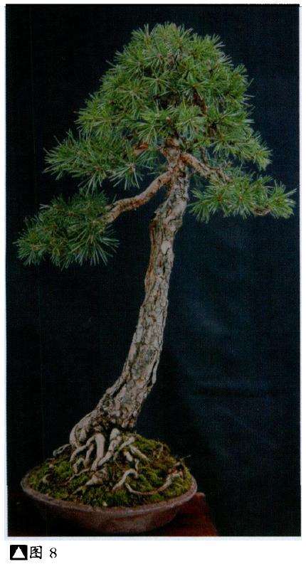 图解 派翠西亚怎么创作真柏盆景的9个步骤