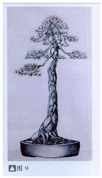 图解 派翠西亚怎么创作真柏盆景的9个步骤