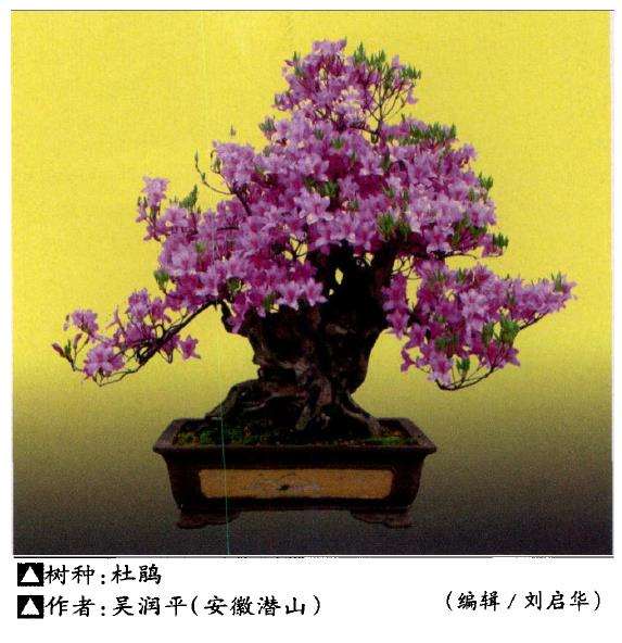 杜鹃盆景怎么病虫防治和配土换盆