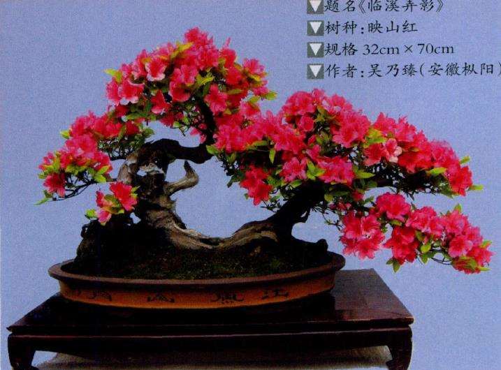 杜鹃盆景怎么蟠扎修剪