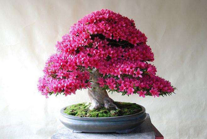 创作杜鹃盆景怎么避免