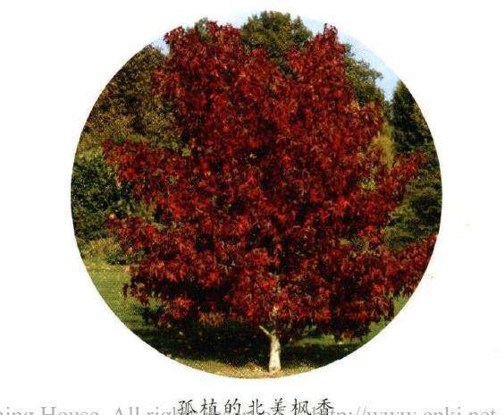 北美枫香怎么栽培管理