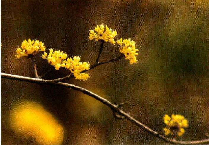 古人为什么在九月初九佩戴茱英