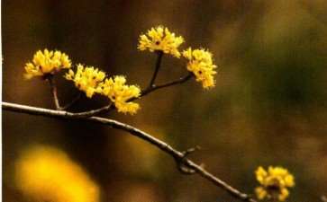 古人为什么在九月初九佩戴茱英