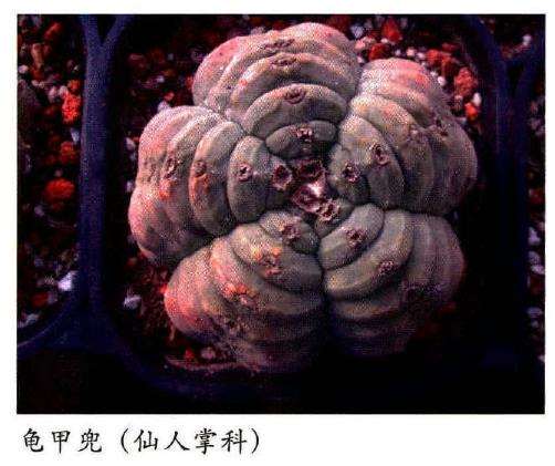 秋季多肉植物怎么养护的攻略 上篇