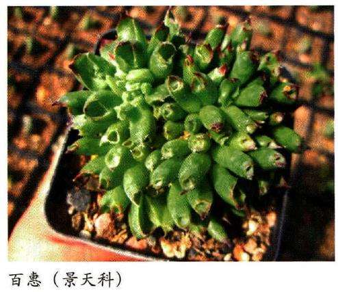 秋季多肉植物怎么养护的攻略