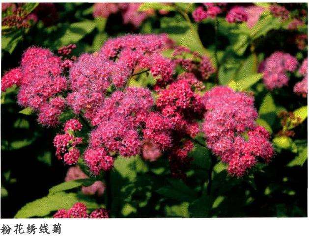 花绣线菊怎么浇水施肥