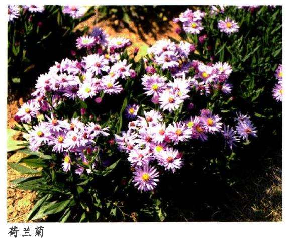 荷兰菊怎么浇水施肥的5个方法 图片