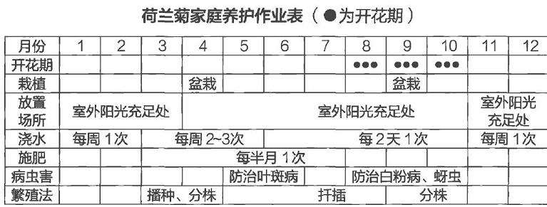 荷兰菊怎么浇水施肥的5个方法 图片