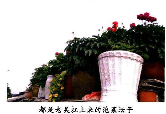 最开始养花 老吴孤军奋斗
