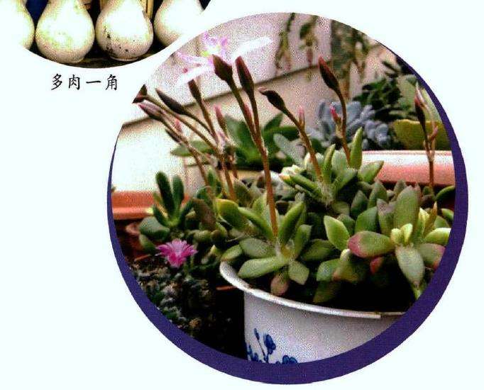 最开始养花 老吴孤军奋斗