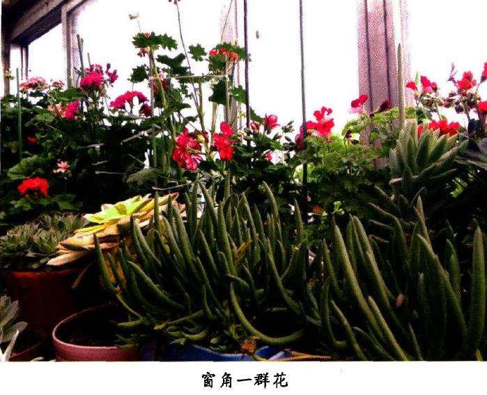 最开始养花 老吴孤军奋斗