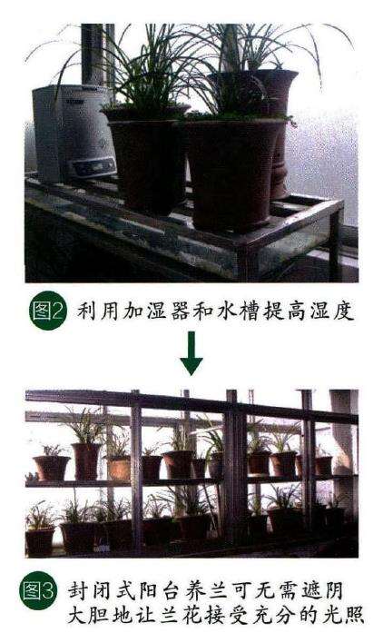 秋季不断调整兰花管理